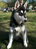 Siberian Husky Hund