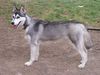 Siberian Husky Foto: Diabolo (ID 20428) Siberian Husky Hund