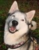 Siberian Husky Hund