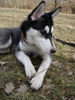 Siberian Husky Foto: ... (ID 30069) Siberian Husky Hund