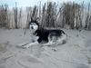 Siberian Husky Foto: Laska auf Sylt (ID 22825) Siberian Husky Hund
