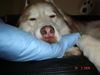 Siberian Husky Foto: ich heiße jukon und bin sooo müde (ID 28349) Siberian Husky Hund