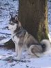 Siberian Husky Foto: ein echter (ID 7829) Siberian Husky Hund