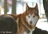 Siberian Husky Foto: Prater (ID 28850) Siberian Husky Hund