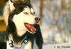 Siberian Husky Foto: Prater (ID 28851) Siberian Husky Hund