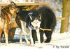 Siberian Husky Foto: Prater (ID 28852) Siberian Husky Hund