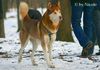 Siberian Husky Foto: Prater (ID 28857) Siberian Husky Hund