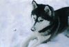 Siberian Husky Foto: Unser Husky Mädchen Nikita (ID 7197) Siberian Husky Hund
