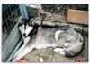 Siberian Husky Foto: Unser Husky Mädchen Nikita (ID 7200) Siberian Husky Hund