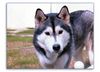 Siberian Husky Foto: Unser Husky Mädchen Nikita (ID 7201) Siberian Husky Hund
