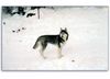 Siberian Husky Foto: Unser Husky Mädchen Nikita (ID 7198) Siberian Husky Hund