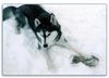 Siberian Husky Foto: Unser Husky Mädchen Nikita (ID 7199) Siberian Husky Hund