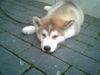 Siberian Husky Foto (ID 34844) Siberian Husky Hund