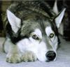 Siberian Husky Foto: *SCHMELZ* (ID 12329) Siberian Husky Hund
