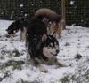 Siberian Husky Foto: Speedy Bumblebee's Fire Face Filou (ID 27943) Siberian Husky Hund
