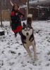 Siberian Husky Foto: Freyja Colours of the Night (ID 27944) Siberian Husky Hund