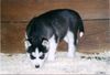 Siberian Husky Hund
