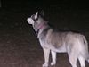 Siberian Husky Foto: in der nacht (ID 20816) Siberian Husky Hund