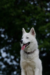 Siberian Husky Foto: Sib. Husky (ID 47085) Siberian Husky Hund