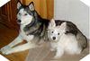 Siberian Husky Foto: Husky und Westie! (ID 7809) Siberian Husky Hund