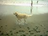 Siberian Husky Foto: charly mag auch sonne und meer (ID 14182) Siberian Husky Hund