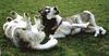 Siberian Husky Foto: Los! Noch ´ne Runde! (ID 12328) Siberian Husky Hund