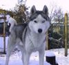 Siberian Husky Foto: Timmy (ID 4496) Siberian Husky Hund