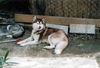 Siberian Husky Foto: Das ist Siberian Husky Tjumai (ID 7188) Siberian Husky Hund