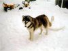 Siberian Husky Foto: Das ist Siberian Husky Tjumai (ID 7187) Siberian Husky Hund