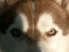 Siberian Husky Foto: Das ist Siberian Husky Tjumai (ID 7189) Siberian Husky Hund