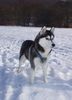Siberian Husky Foto: Viola (ID 2671) Siberian Husky Hund