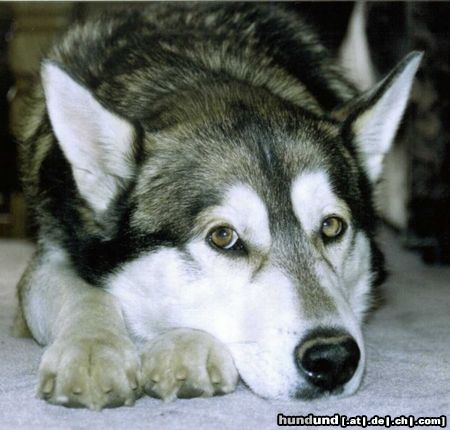 Siberian Husky Hunde Foto 12329 Siberian Husky *SCHMELZ*
