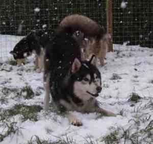 Siberian Husky Hunde Foto 27943 in höherer Auflösung ansehen Siberian Husky Speedy Bumblebee's Fire Face Filou