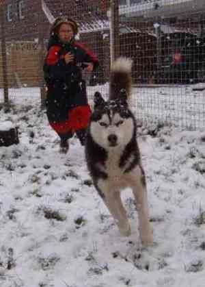 Siberian Husky Hunde Foto 27944 in höherer Auflösung ansehen Siberian Husky Freyja Colours of the Night