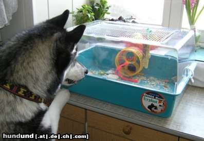 Siberian Husky Hunde Foto 22557 in höherer Auflösung ansehen Siberian Husky Sonora de Ciukci and mice