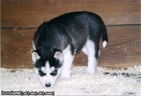 Siberian Husky Hunde Foto 10047 Siberian Husky ganz böse schaue