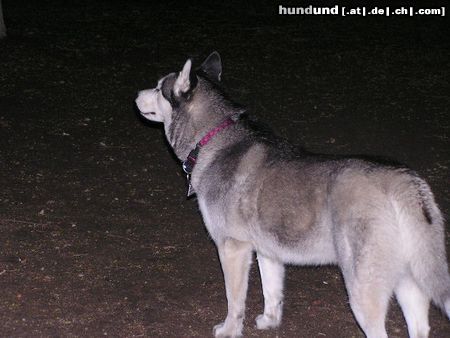Siberian Husky Hunde Foto 20816 Siberian Husky in der nacht