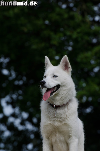 Siberian Husky Sib. Husky 