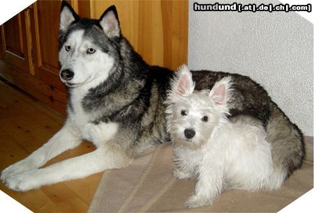 Siberian Husky Hunde Foto 7809 Siberian Husky Husky und Westie!