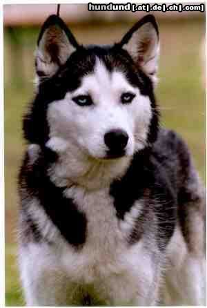 Siberian Husky Hunde Foto 23891 in höherer Auflösung ansehen Siberian Husky Snow Fotografiert von Irene Hohe