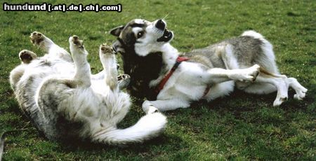 Siberian Husky Hunde Foto 12328 Siberian Husky Los! Noch ´ne Runde!