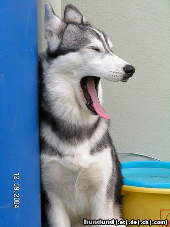 Siberian Husky Hunde Foto 20204 in höherer Auflösung ansehen Siberian Husky suki