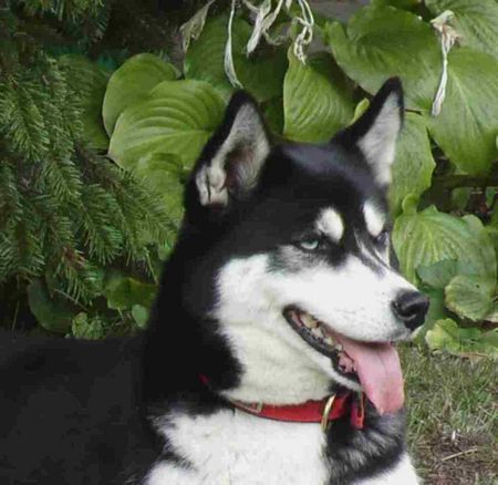 Siberian Husky Hunde Foto 28478 in höherer Auflösung ansehen Siberian Husky Tandra geb. 1998