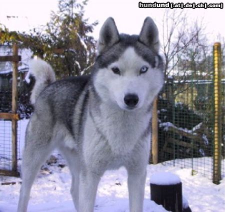 Siberian Husky Hunde Foto 4496 Siberian Husky Timmy
