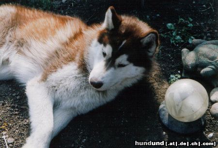 Siberian Husky Hunde Foto 7186 Siberian Husky Das ist Siberian Husky Tjumai