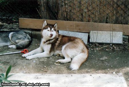 Siberian Husky Hunde Foto 7188 Siberian Husky Das ist Siberian Husky Tjumai