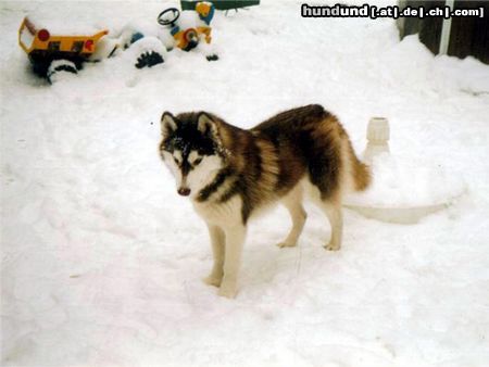 Siberian Husky Hunde Foto 7187 Siberian Husky Das ist Siberian Husky Tjumai