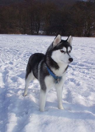 Siberian Husky Hunde Foto 2671 Siberian Husky Viola