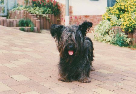 Skye Terrier Hunde Foto 43333 Skye Terrier ein Netter zu Besuch