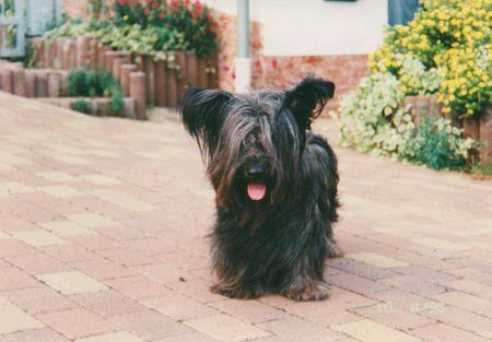 Skye Terrier ein Netter zu Besuch